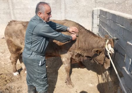 طرح رایگان واکسیناسیون تب برفکی در فیروزکوه آغاز شد